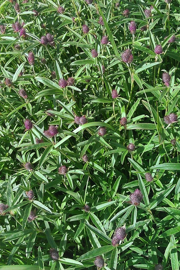 Image of Trifolium alpestre specimen.