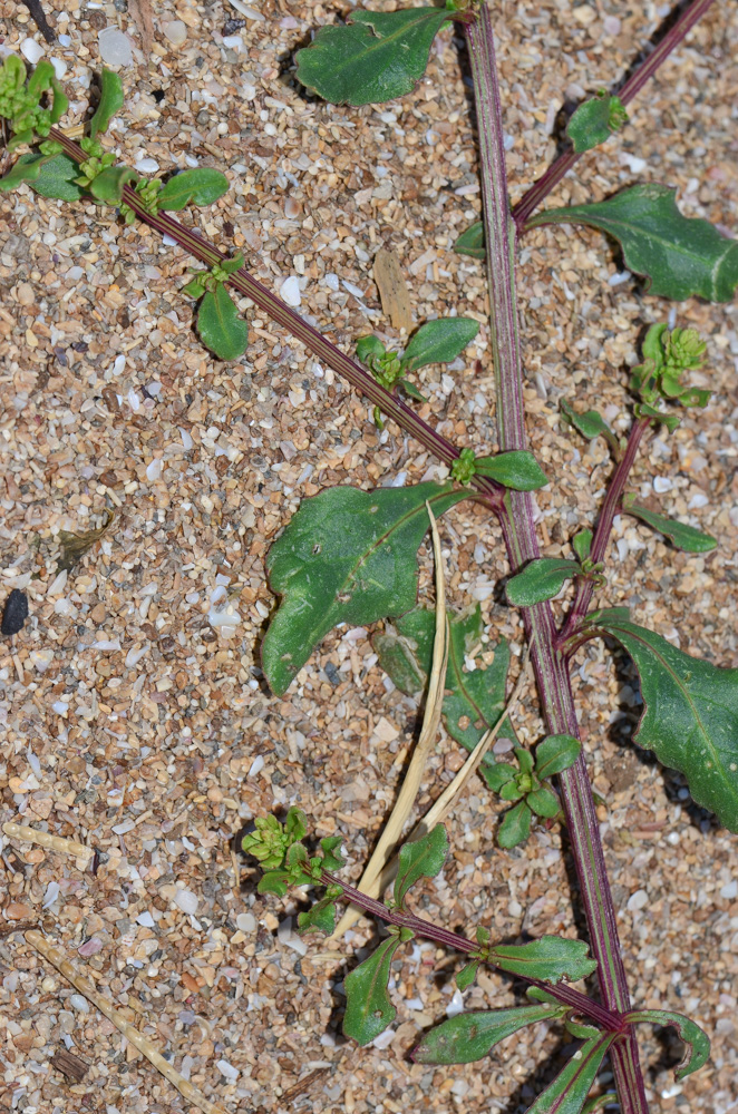 Image of Beta maritima specimen.