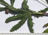 Potentilla recta