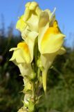 Linaria vulgaris