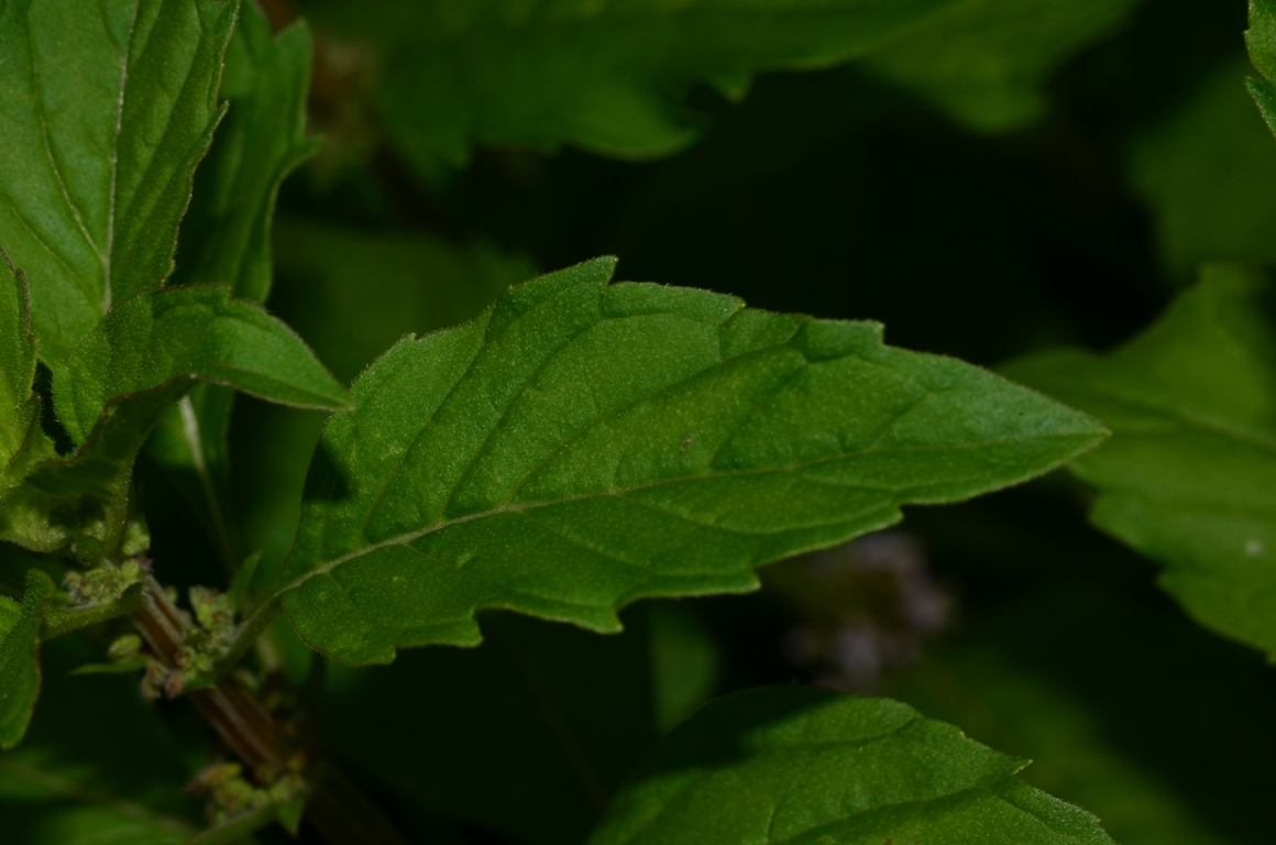 Изображение особи род Mentha.