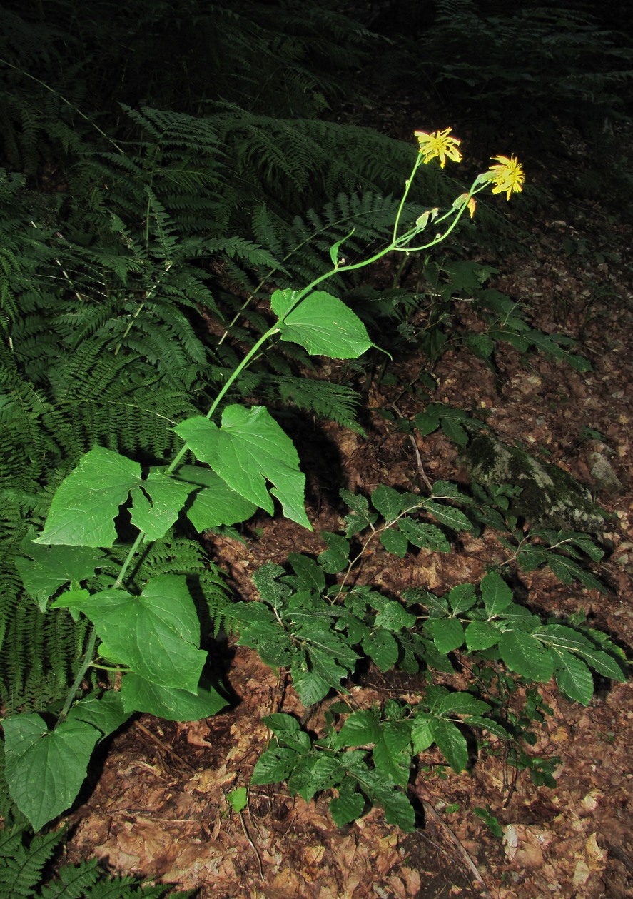 Изображение особи Prenanthes abietina.