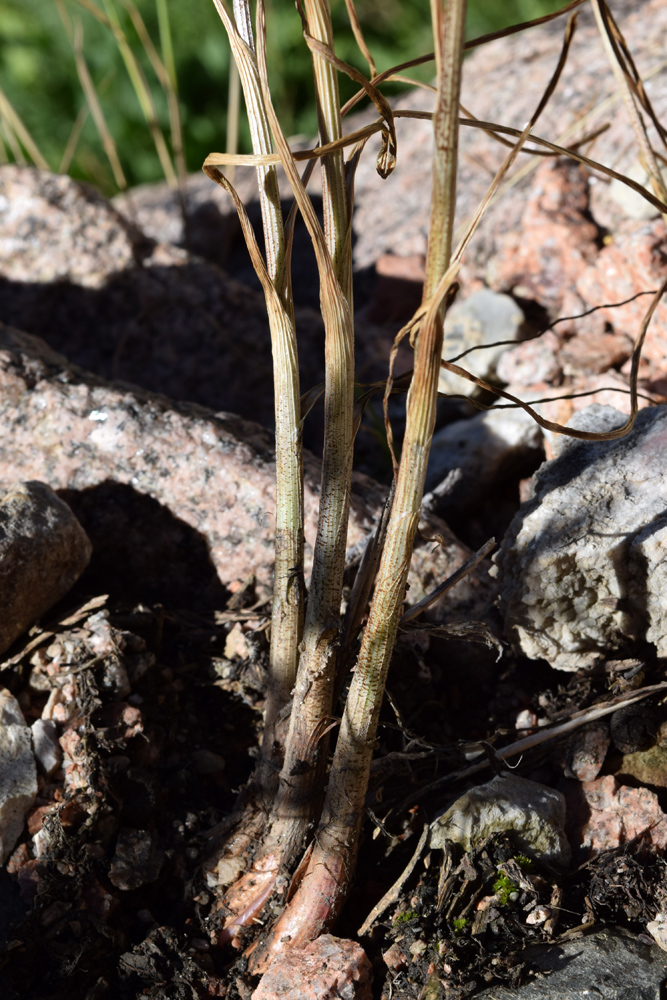 Image of Allium marmoratum specimen.