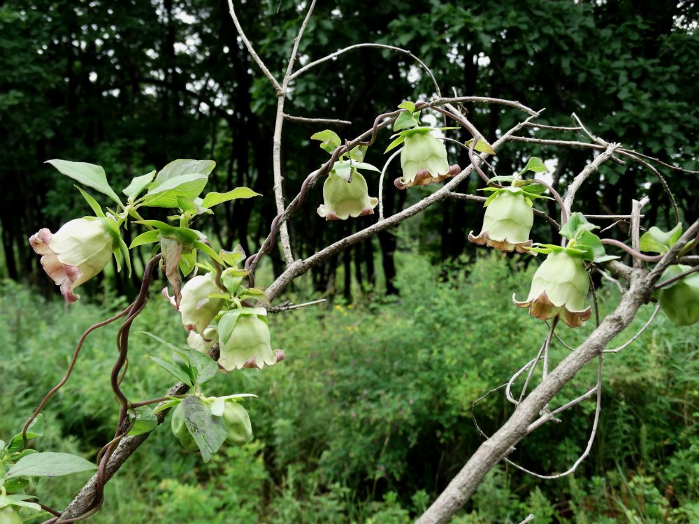 Изображение особи Codonopsis lanceolata.