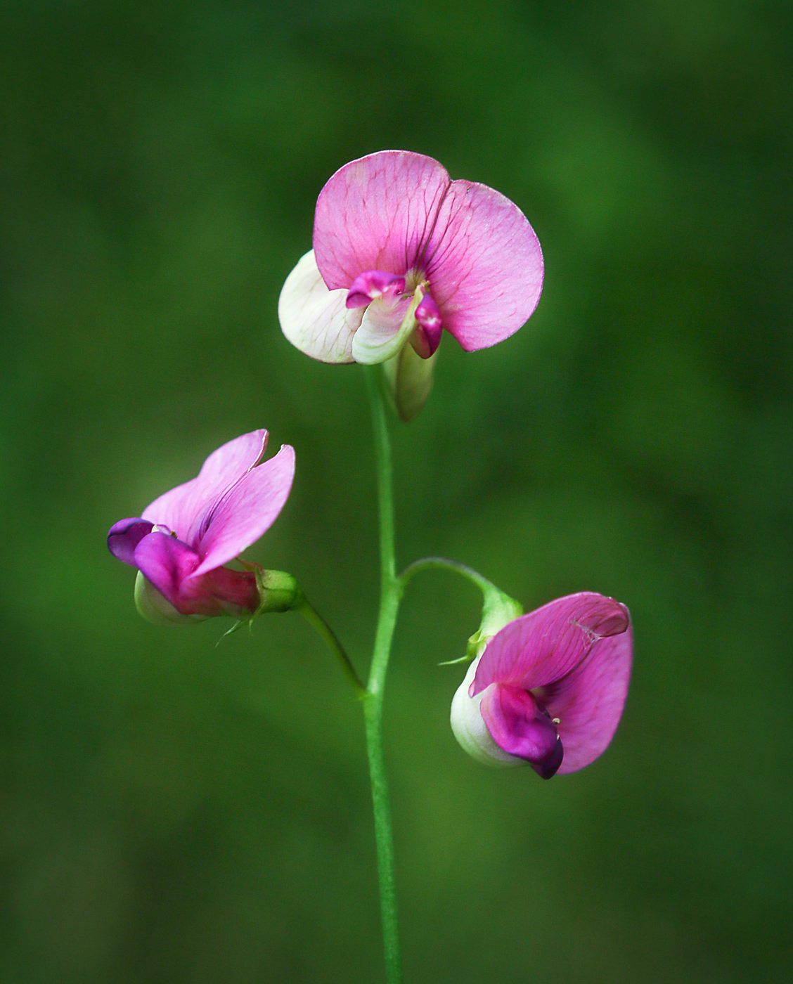 Изображение особи Lathyrus sylvestris.