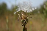 Chondrilla juncea