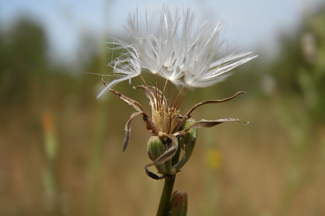 Image of Chondrilla juncea specimen.