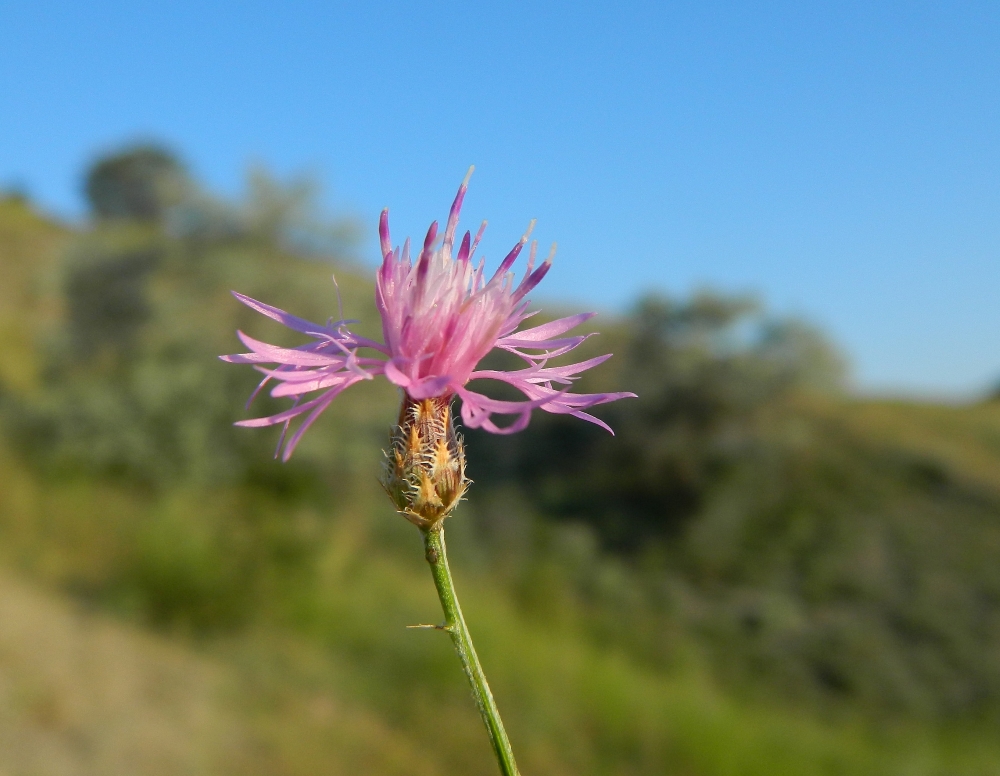 Image of Centaurea caprina specimen.