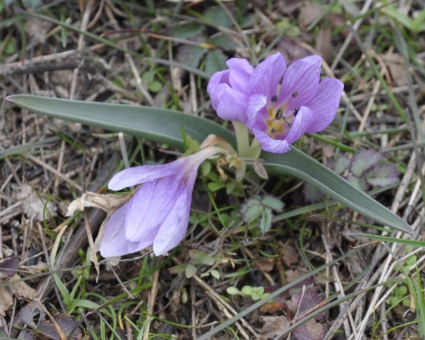 Image of Colchicum doerfleri specimen.