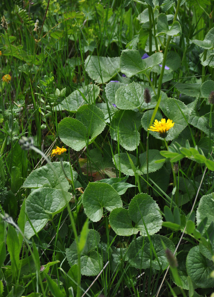 Изображение особи Dolichorrhiza caucasica.