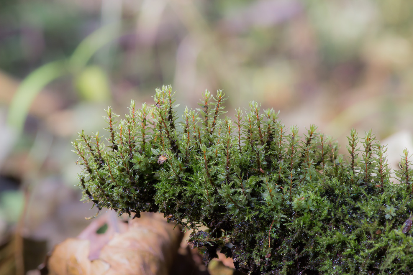 Изображение особи Bryum moravicum.