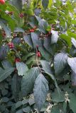 Lonicera maackii. Ветви с плодами. Владивосток, о. Русский, частное подворье. 10.09.2016.