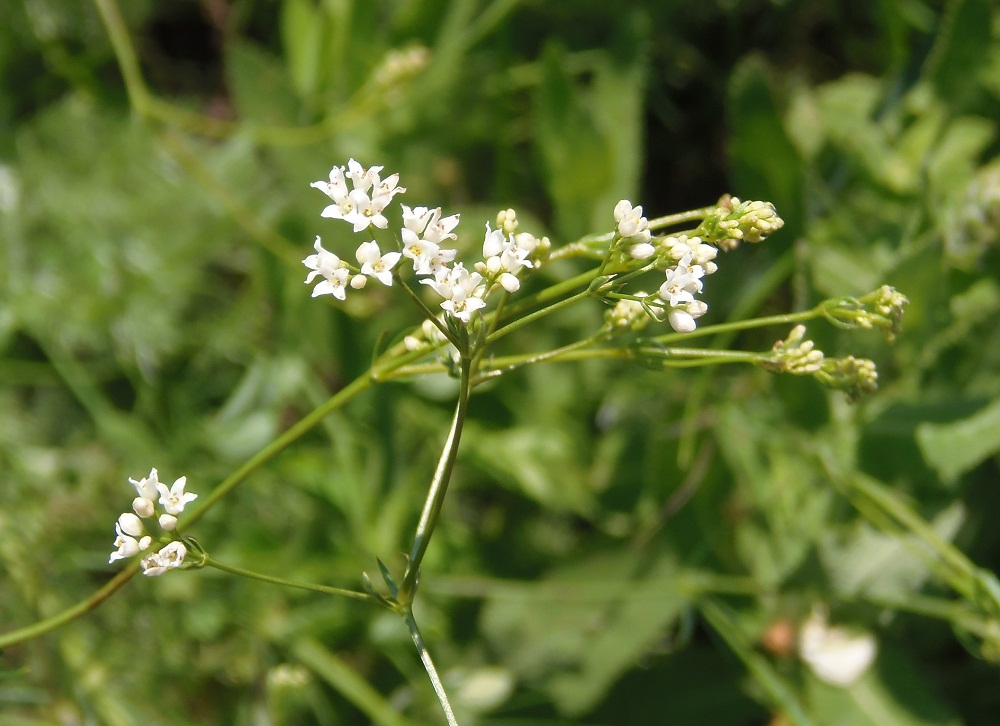 Image of Galium octonarium specimen.