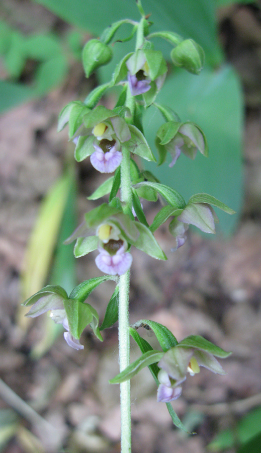 Изображение особи Epipactis helleborine.