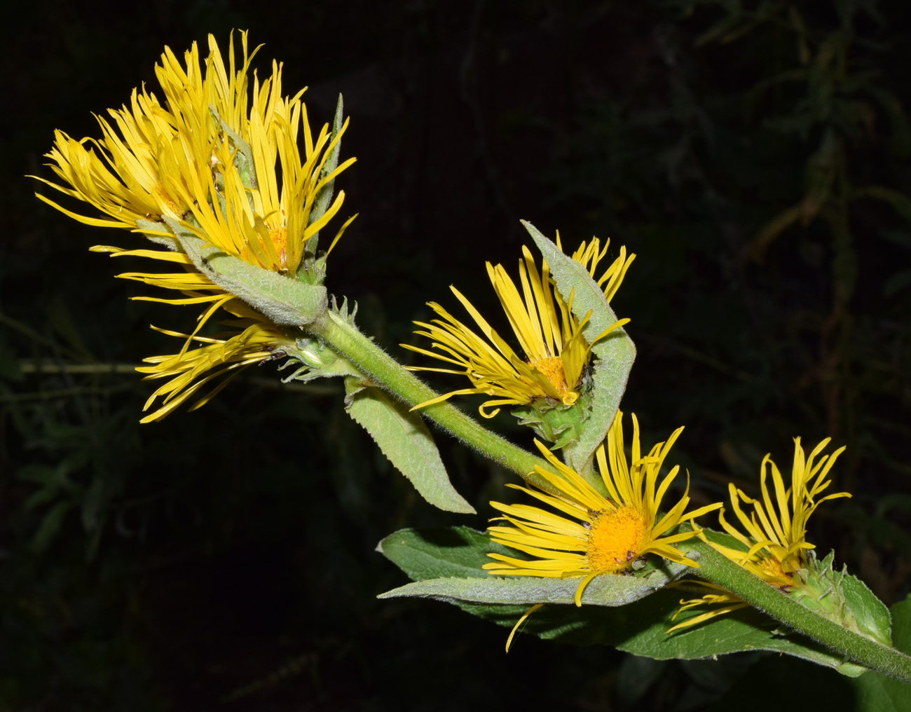 Изображение особи Inula racemosa.