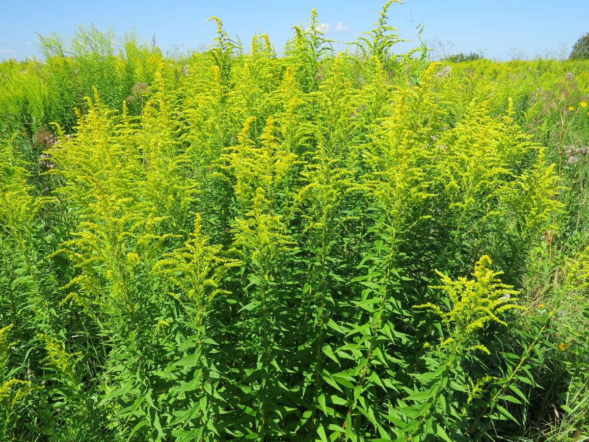 Изображение особи Solidago canadensis.