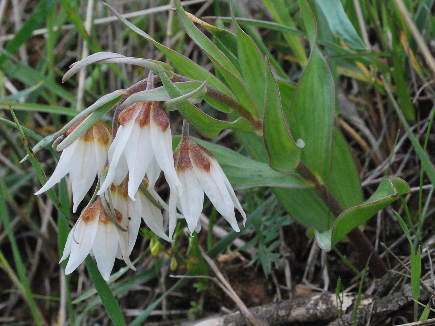 Изображение особи Rhinopetalum bucharicum.