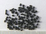 Hyacinthella leucophaea