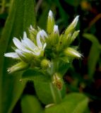 Cerastium glomeratum