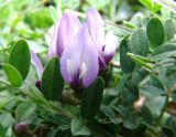 Astragalus oreades