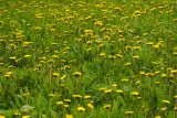 Taraxacum officinale