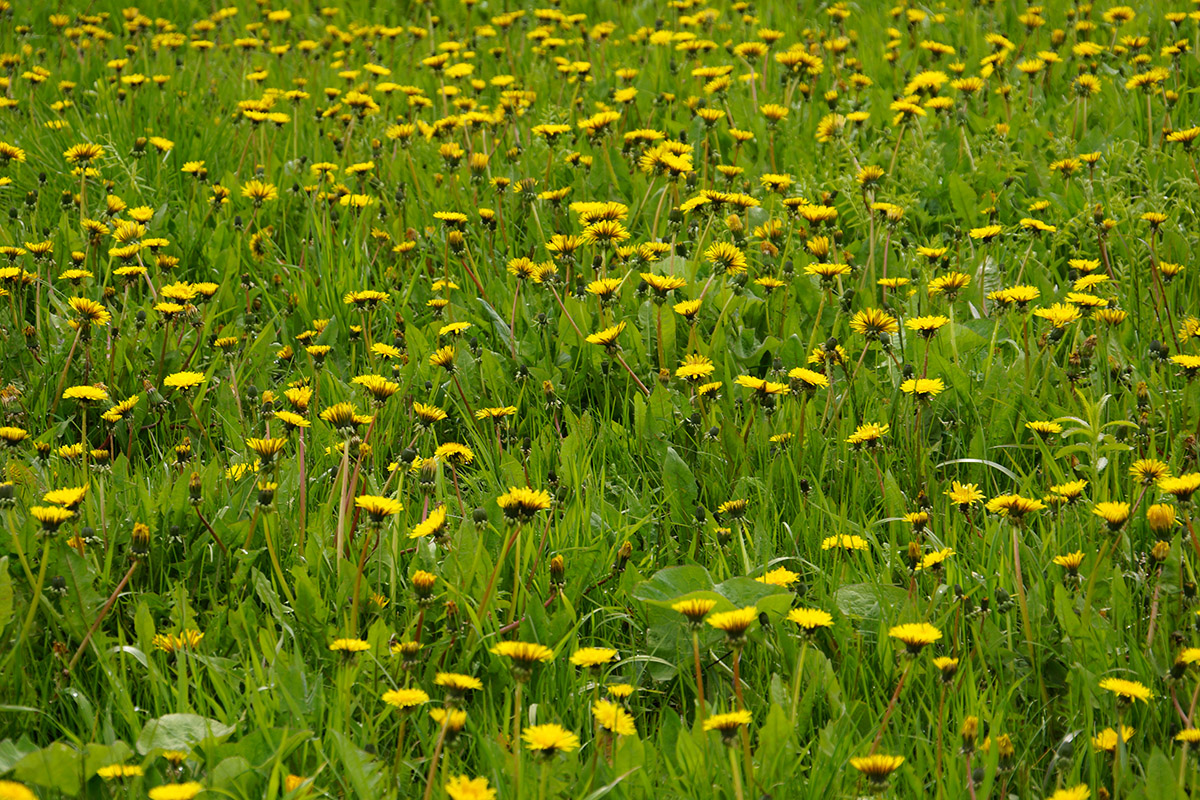 Изображение особи Taraxacum officinale.