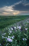 View full-size image Malva thuringiaca