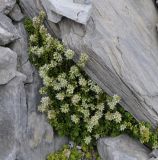 Sedum subspecies olympicum