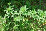 Potentilla norvegica