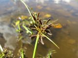 Cyperus fuscus