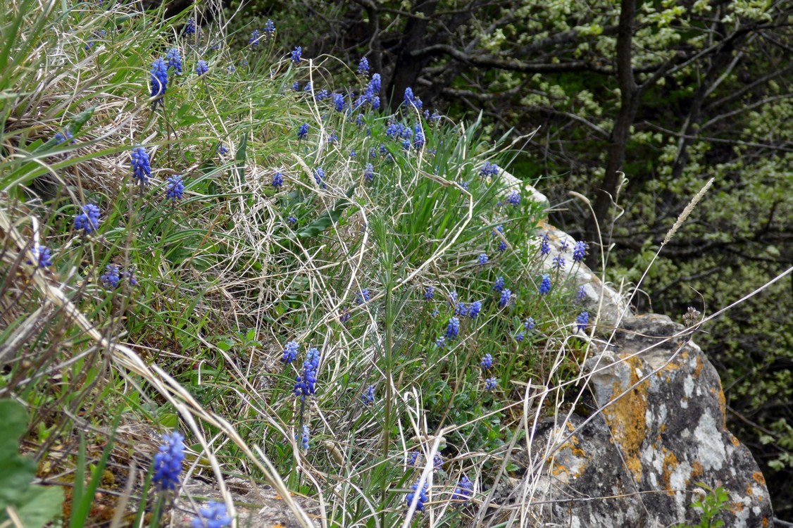 Изображение особи Muscari neglectum.
