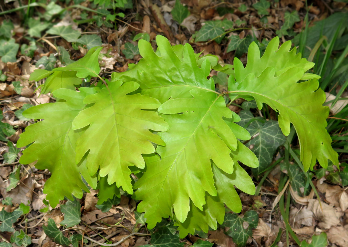 Image of Quercus iberica specimen.