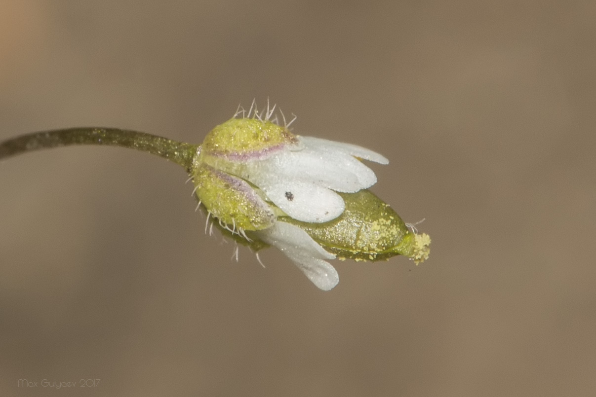 Изображение особи Erophila verna.