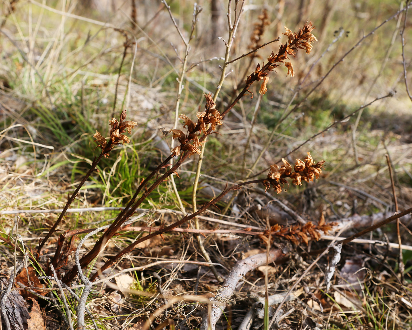Image of genus Orobanche specimen.