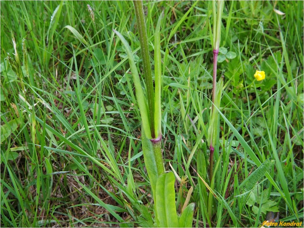 Изображение особи Coccyganthe flos-cuculi.