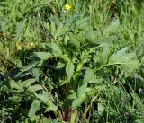 Valeriana officinalis