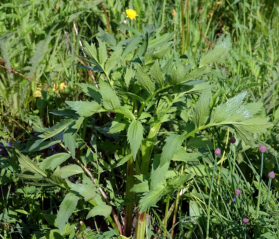 Изображение особи Valeriana officinalis.