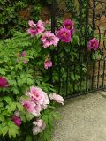 Paeonia suffruticosa. Цветущие растения. Австрия, г. Вена, альпинарий при Бельведере. 28.04.2008.
