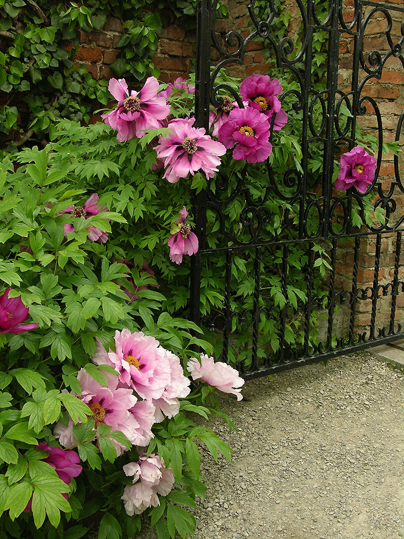 Image of Paeonia suffruticosa specimen.