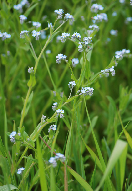 Изображение особи Myosotis arvensis.