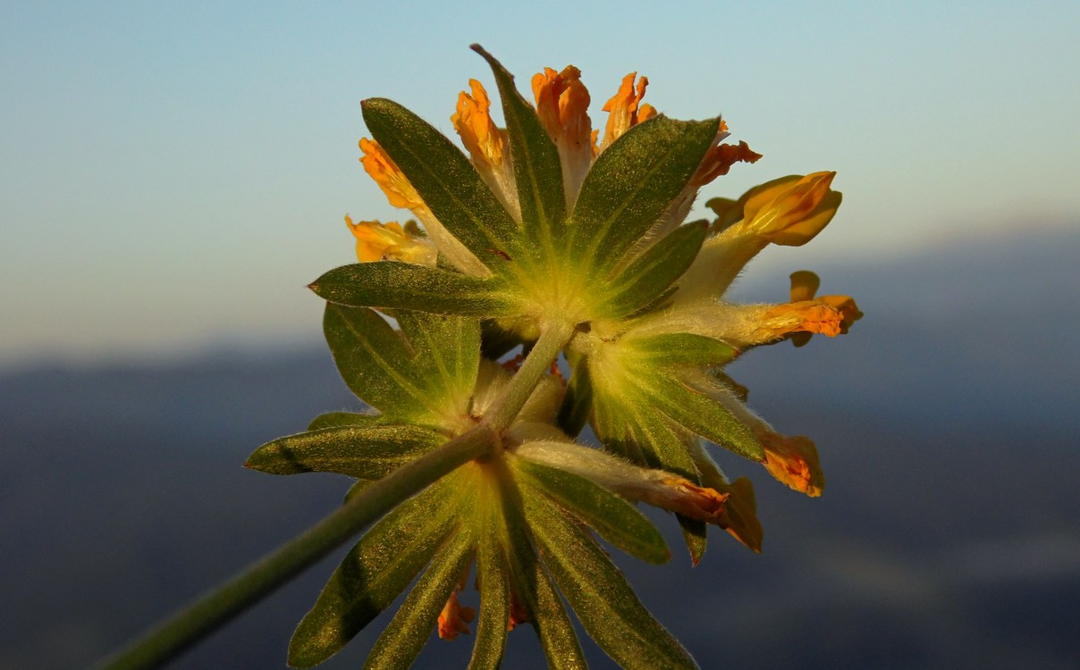 Изображение особи Anthyllis lachnophora.