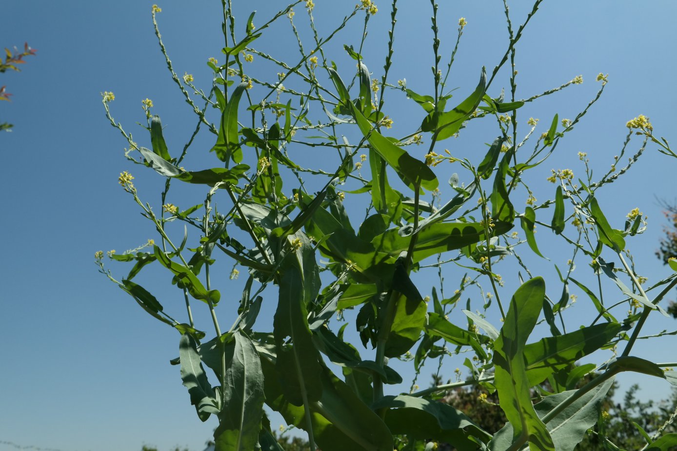 Изображение особи Myagrum perfoliatum.