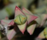 Ruschia perfoliata. Верхушка побега. Израиль, Шарон, г. Тель-Авив, ботанический сад \"Сад кактусов\". 07.03.2017.