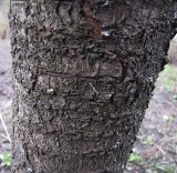 Cerasus avium. Часть ствола. Курская обл., Железногорский р-н, пос. Каменец, дачи Жуковец. 24 апреля 2010 г.