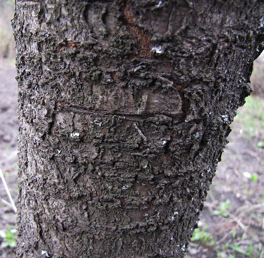 Image of Cerasus avium specimen.