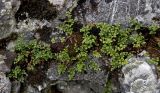 Asplenium ruta-muraria. Вегетирующие растения. Северный Урал, Пермский край, правый берег р. Язьва, вершина Ветлянского Камня, в щели на камне, в моховой подушке. 19 августа 2017 г.