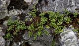 Asplenium ruta-muraria