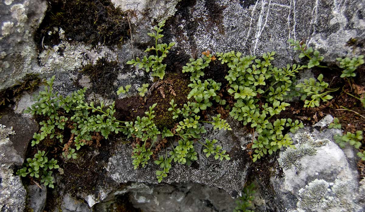 Изображение особи Asplenium ruta-muraria.