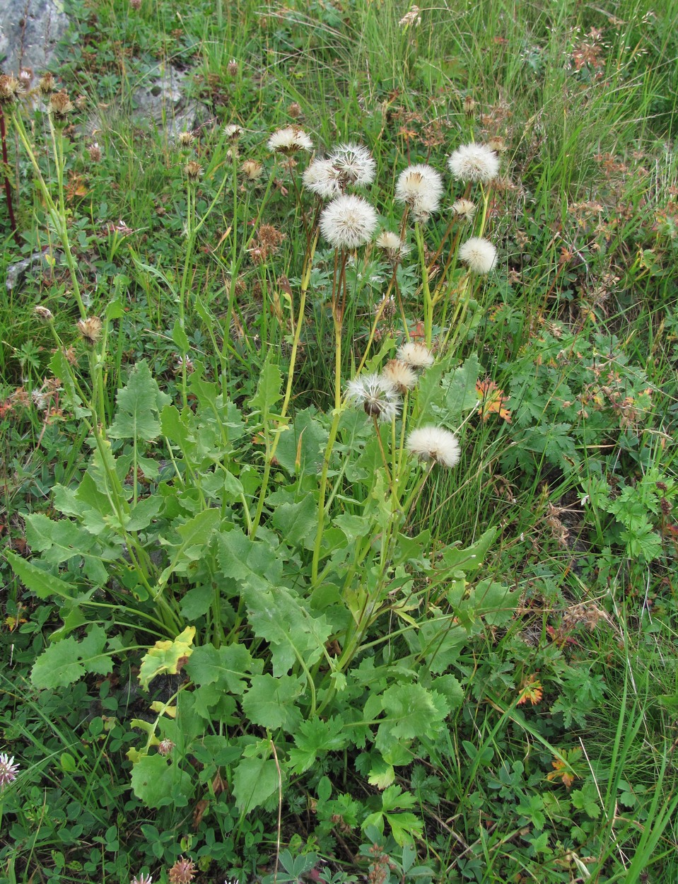 Image of Senecio taraxacifolius specimen.