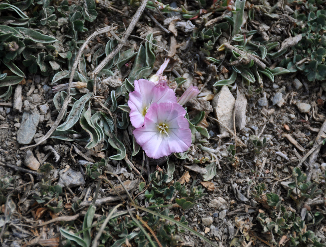 Изображение особи Convolvulus lineatus.